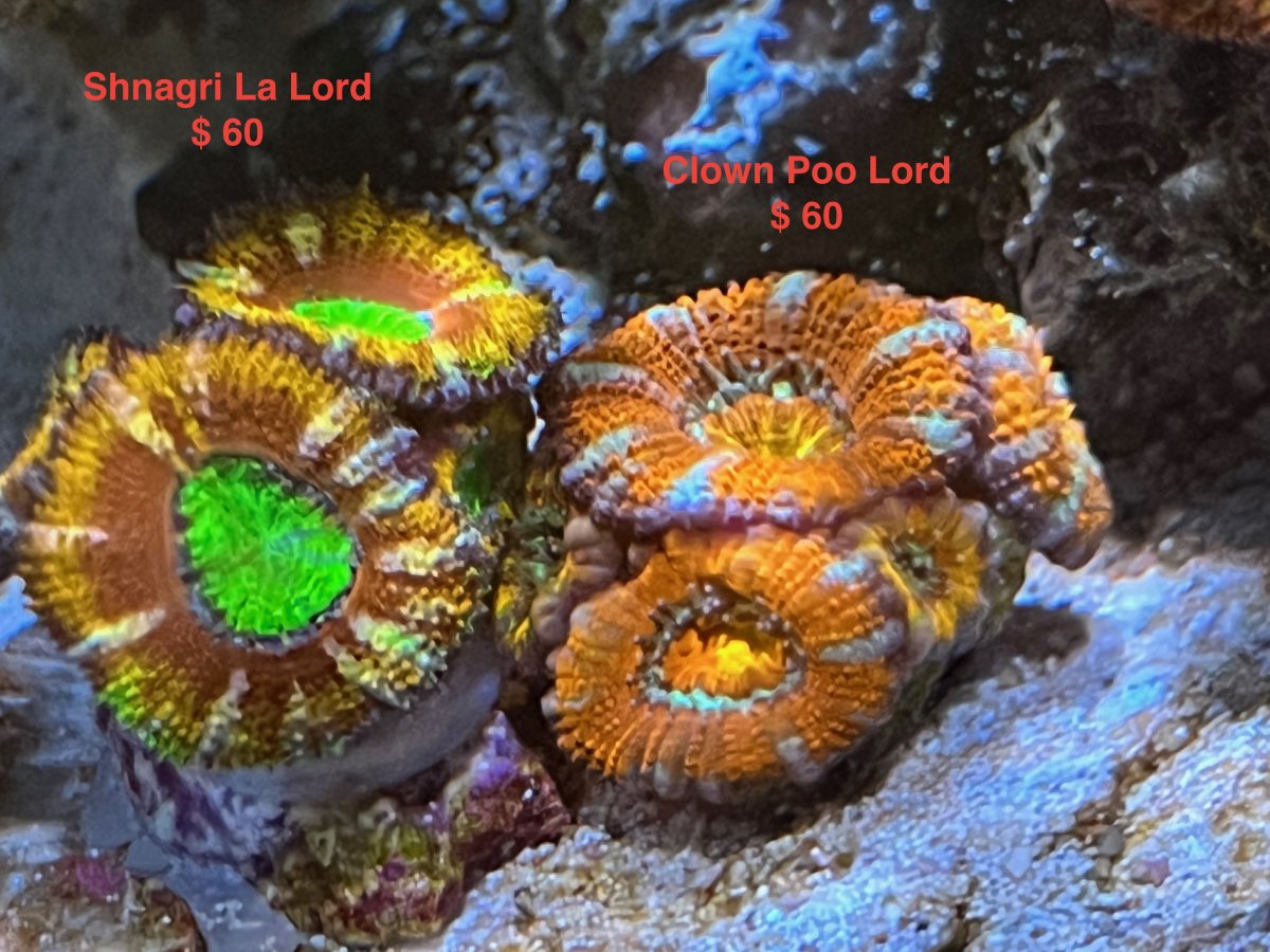 acan_lord.jpeg