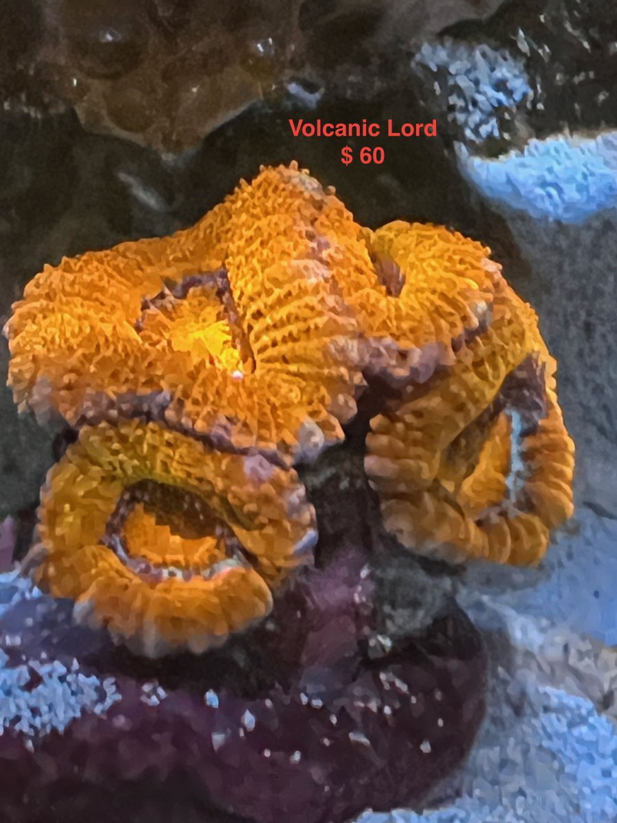 acan_lord_1.jpeg