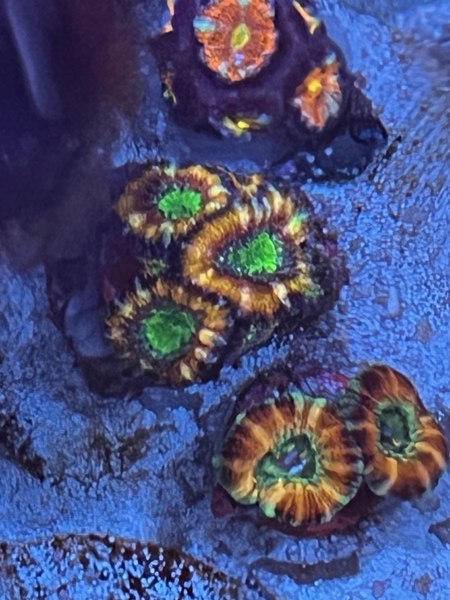acan_lord_3.jpeg
