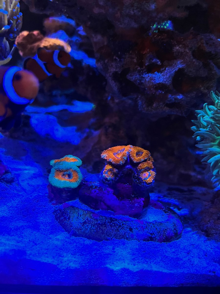 acan_lord_4.jpeg