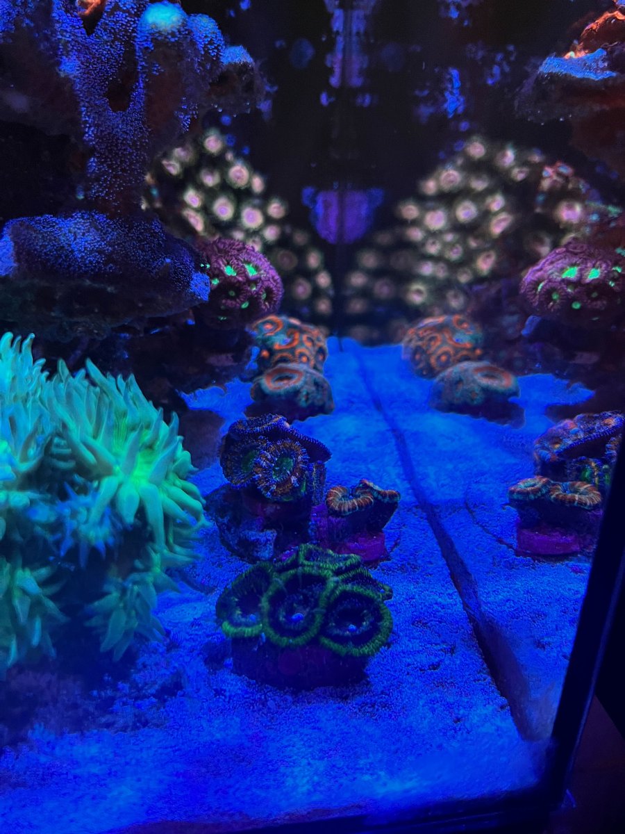 acan_lord_5.jpeg