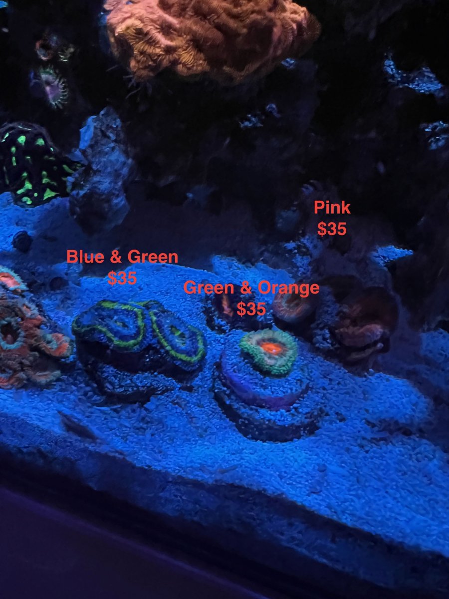 acan_lord_6.jpeg