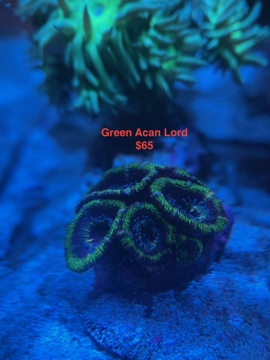 acan_lord_7.jpeg