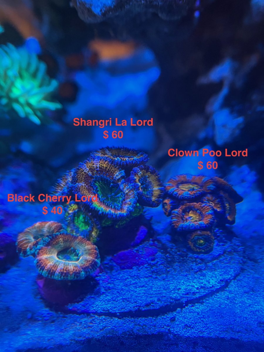 acan_lord_8.jpeg