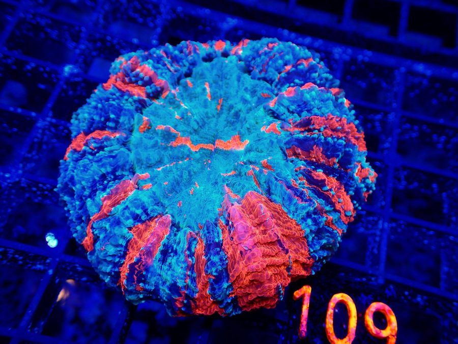 acanphophyllia.jpg