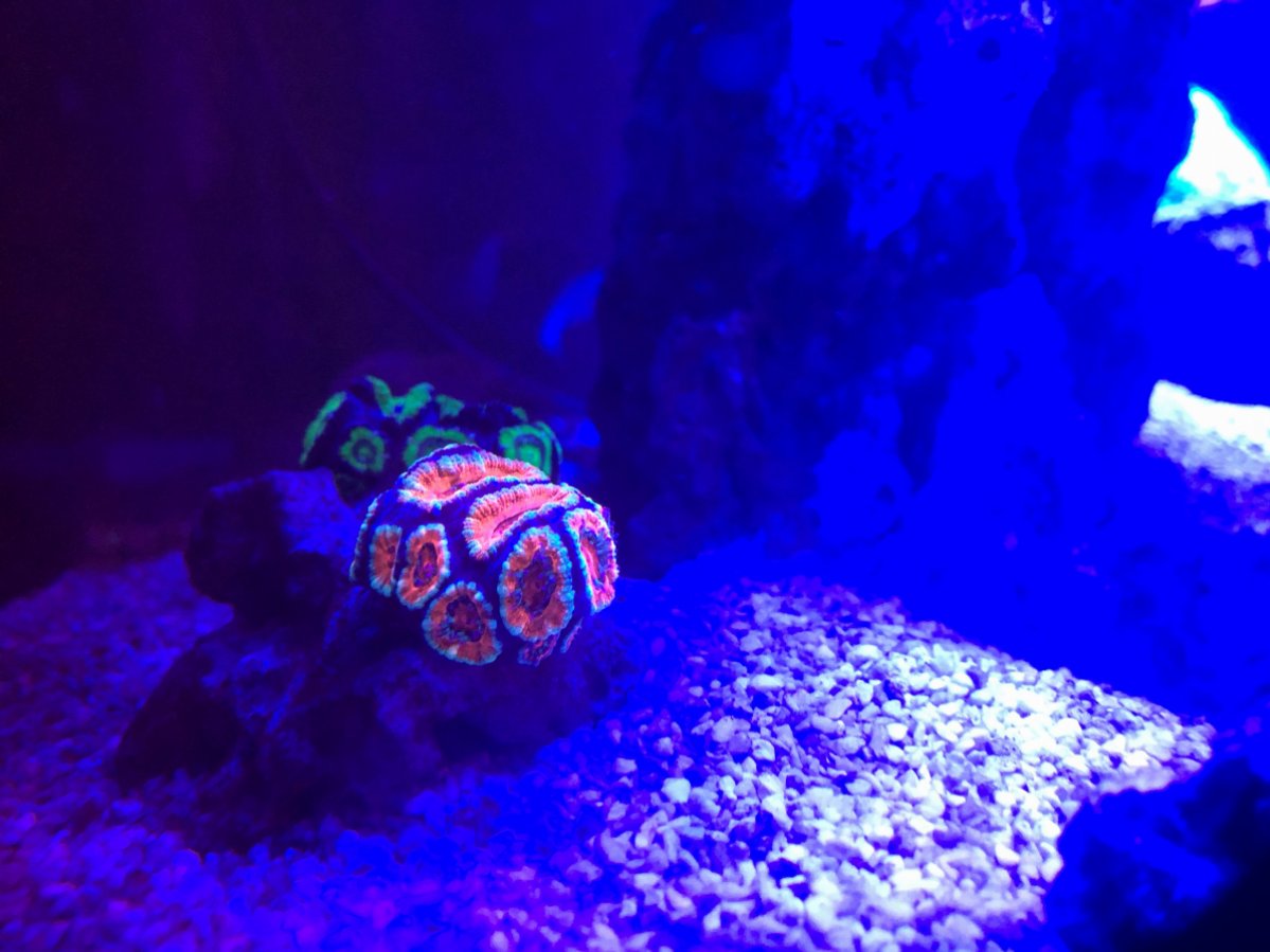 Acans 1.jpg