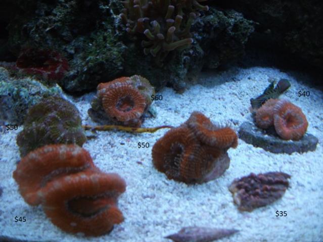 Acans for sale 10.jpg