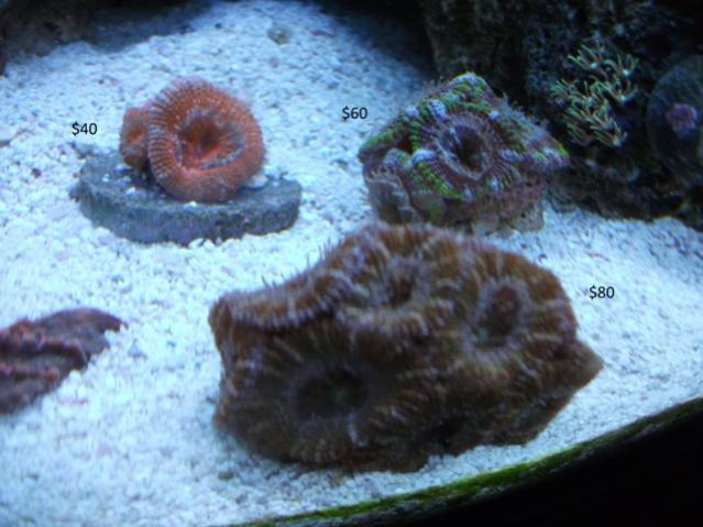 Acans for sale 20.jpg