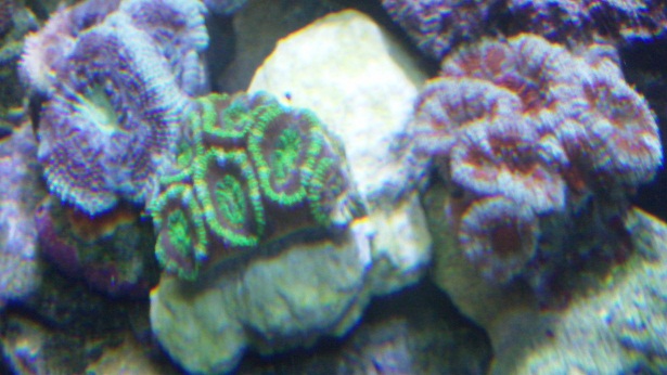acans.jpg