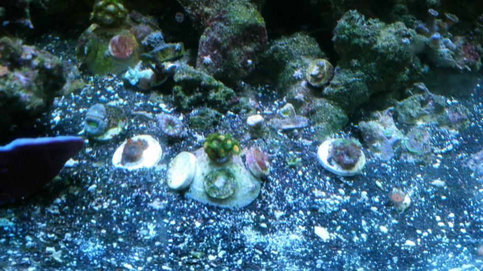 acans.jpg