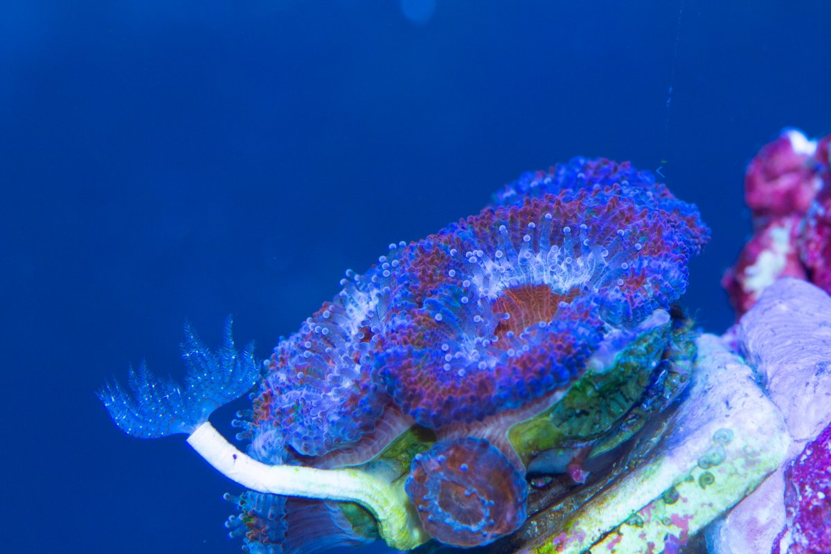 Acans.jpg