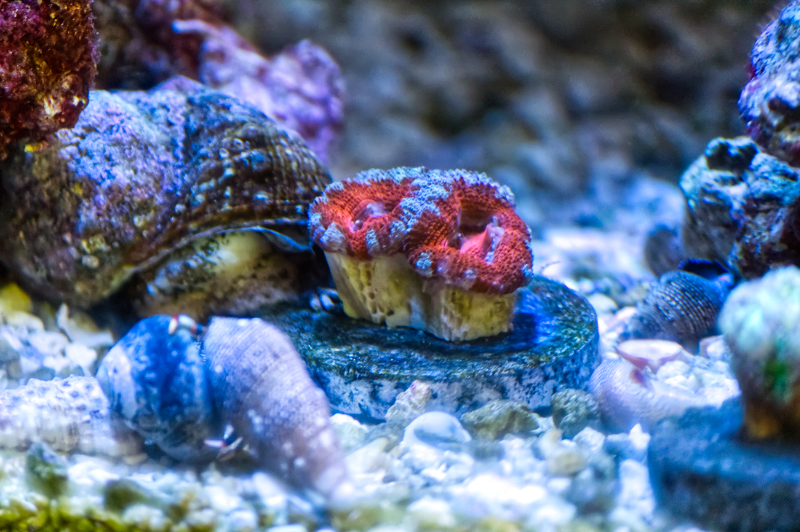 Acans.jpg