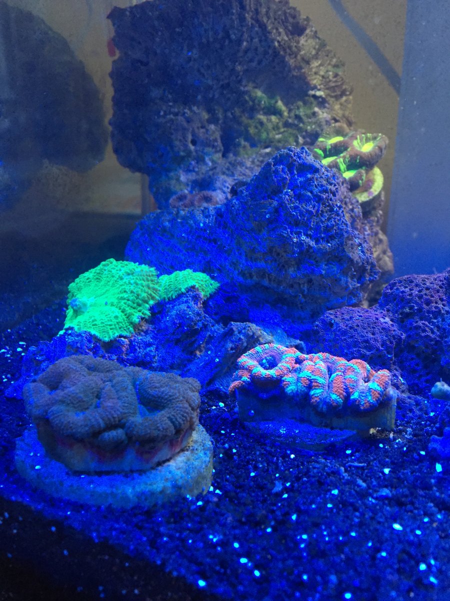 acans.JPG