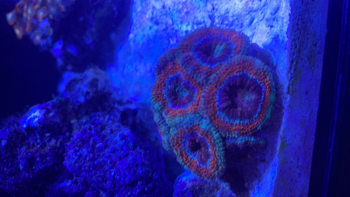 acans.jpg