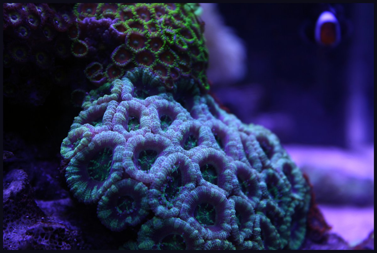 acans.jpg