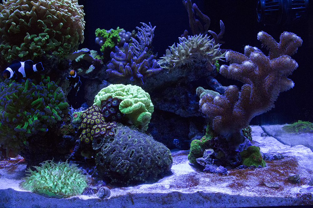 acans.jpg
