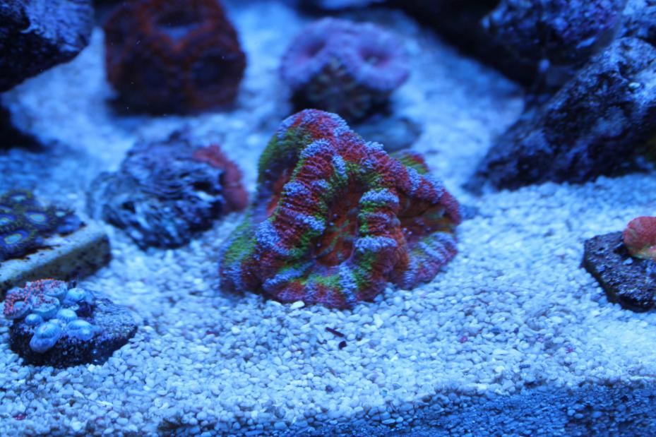 acans.jpg