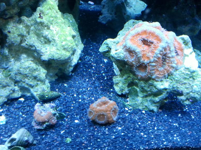 acans.jpg