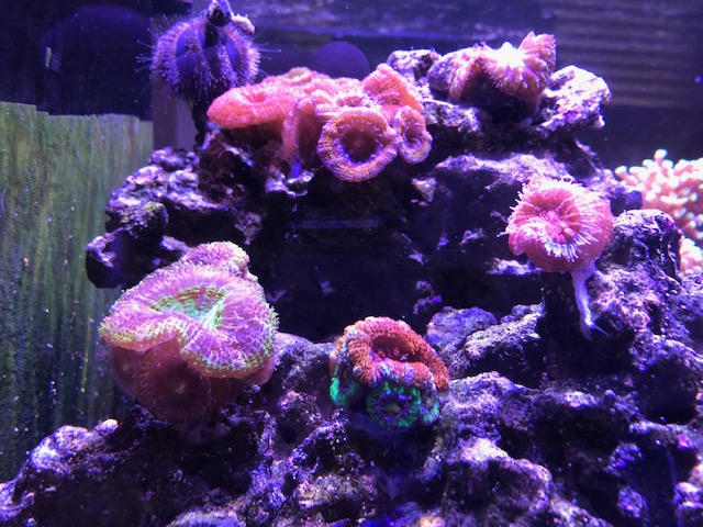 Build Thread - DA's Waterbox 45.2 Platinum Frag Tank | Reef2Reef