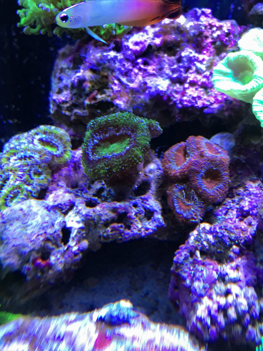 acans showing out 3-11.JPG
