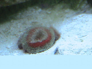 acans62810.jpg