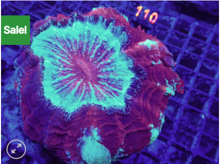 acanthophyllia.png