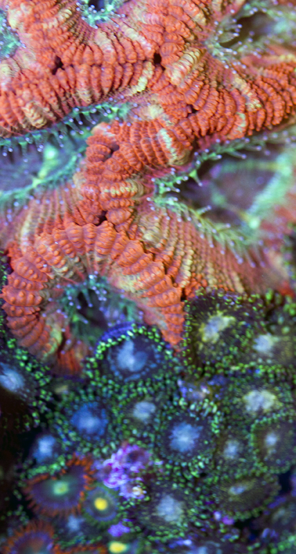 AcanZoa QUARTER.png