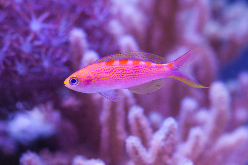 Acclimating-Pseudanthias-1.png