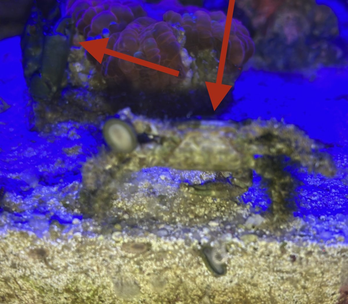 Don’t know if I should break this up or get them a room…. | Reef2Reef