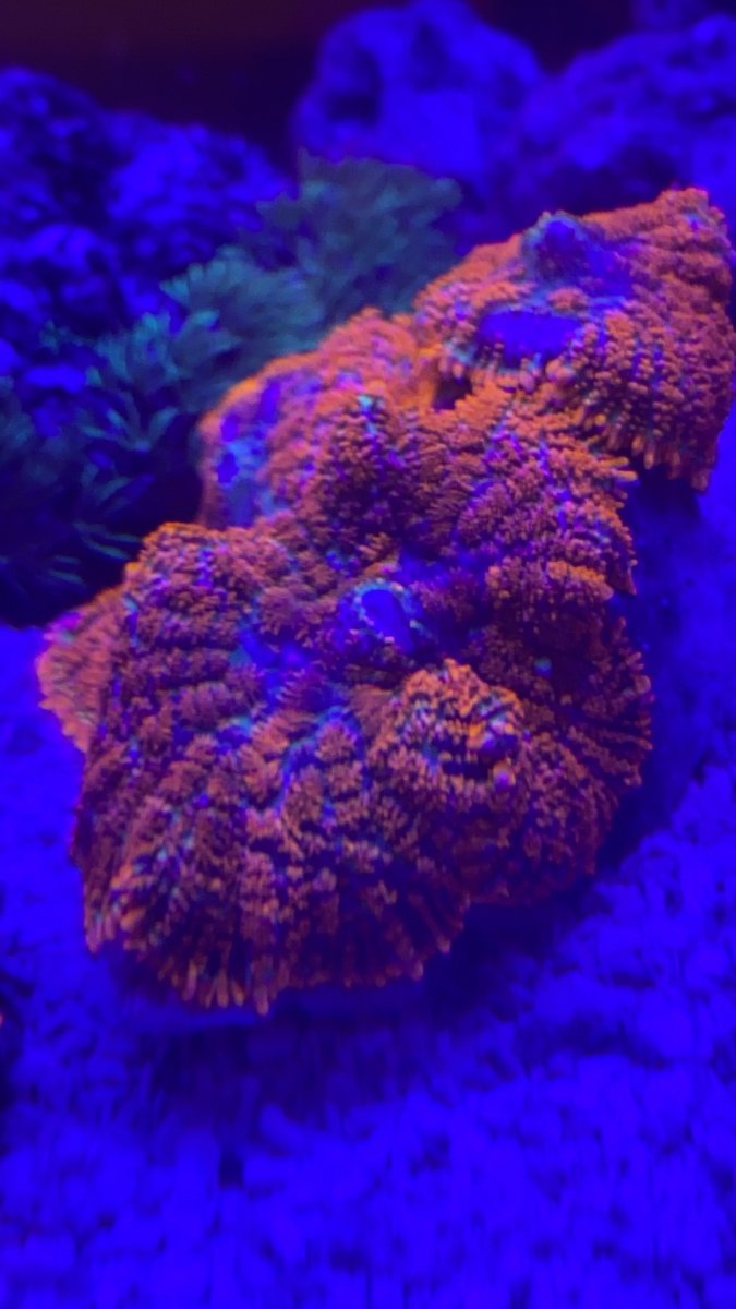 ACD9F197-5429-4DA4-817D-92CA78DD60CE.jpeg