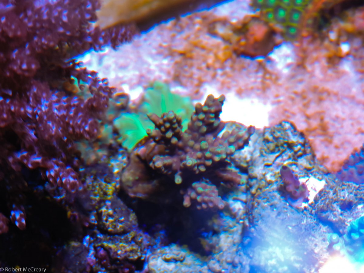 who else buys brown acropora colonies? lets see some before and after ...