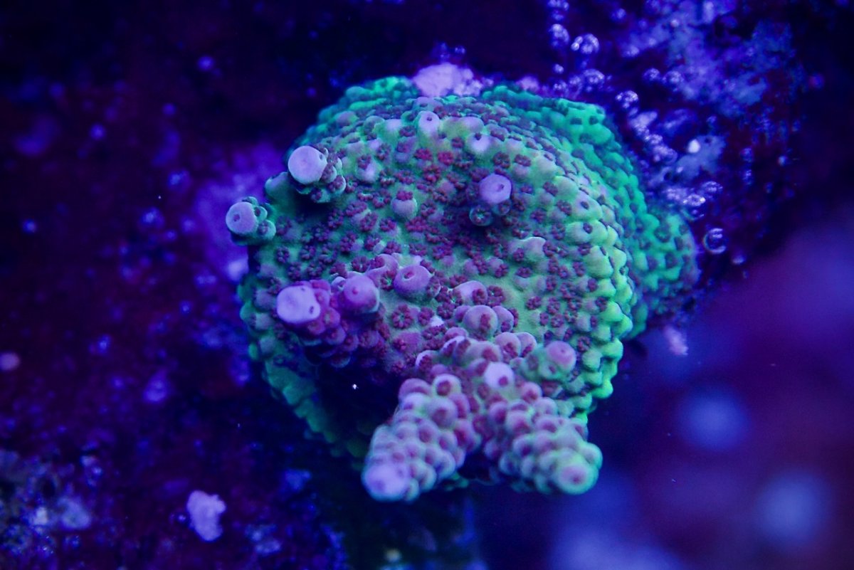 Acro 3.jpg