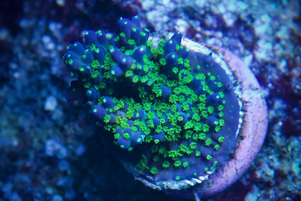 Acro 4.jpg