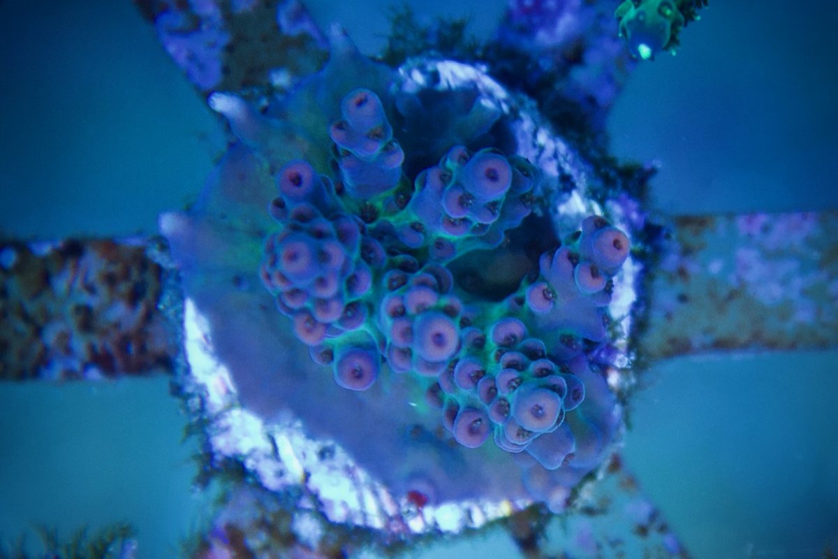 Acro 5.jpg