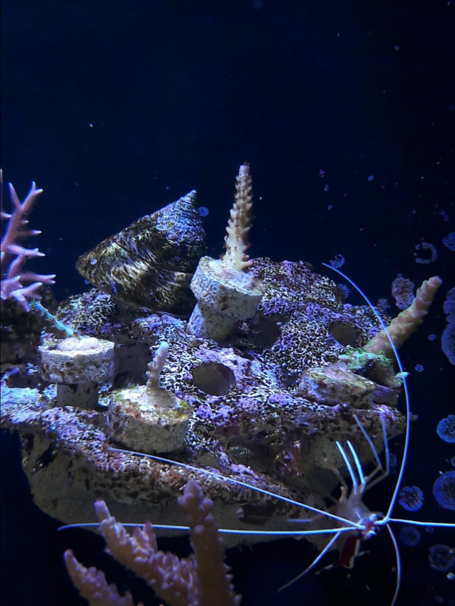 acro frags.jpg