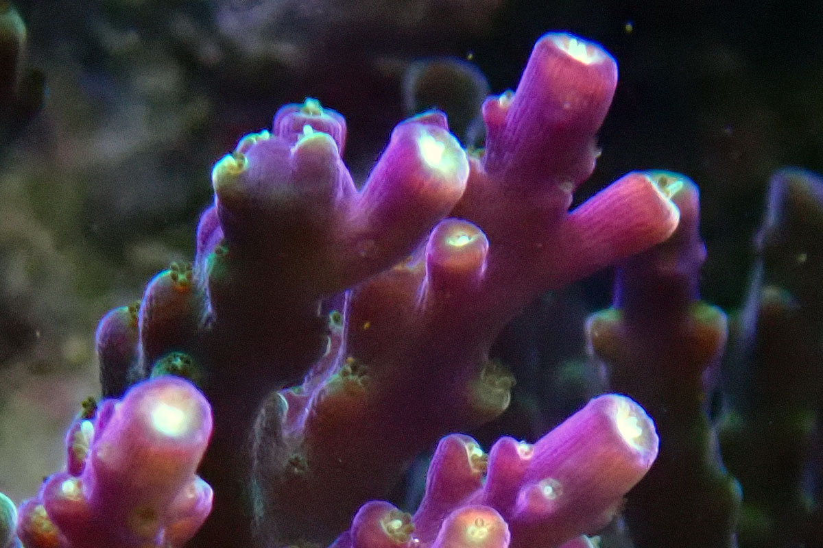 acro.jpg