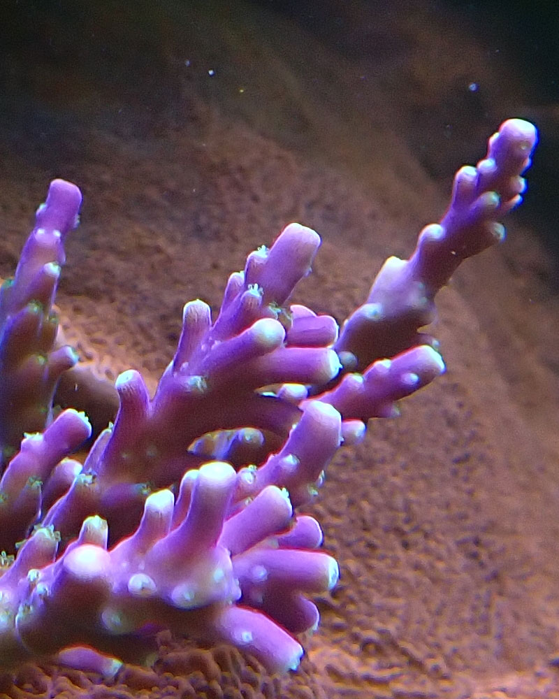 acro.jpg