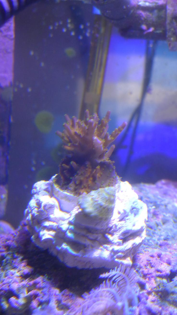 Acro.jpg