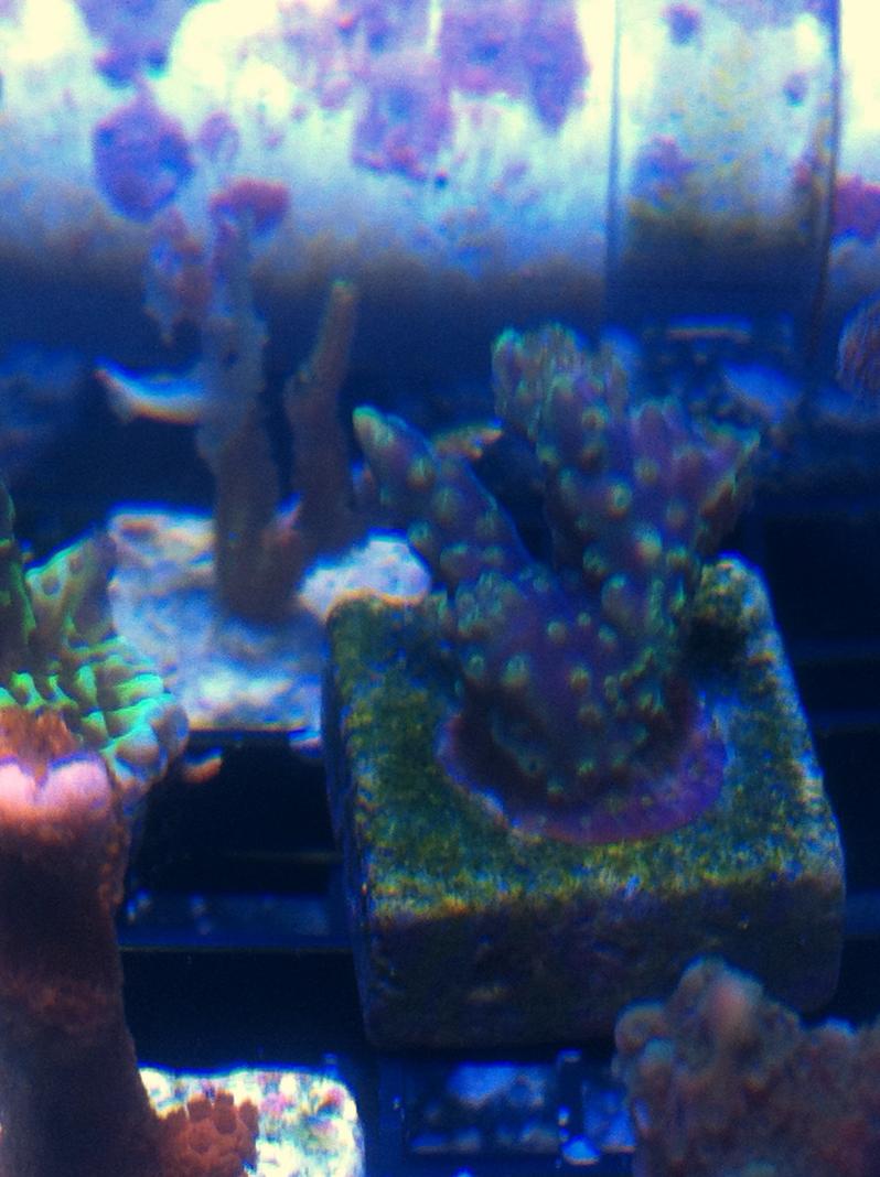 acro.jpg
