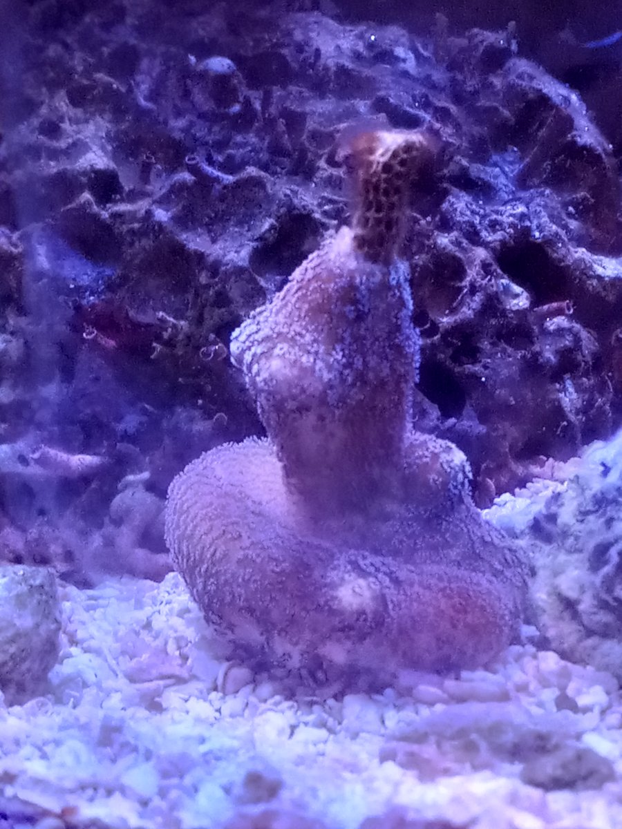 Acro question.jpg