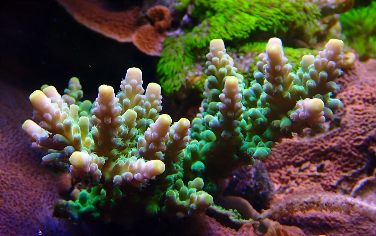 acro1.jpg