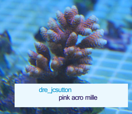 acro1.jpg
