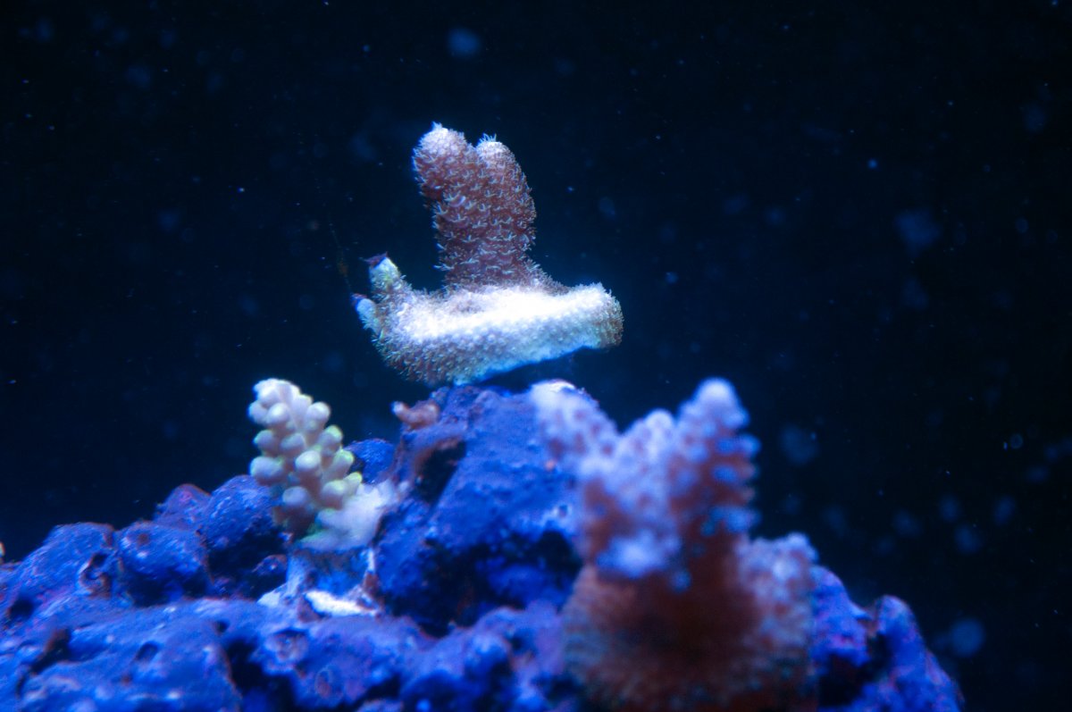 Acro1.jpg