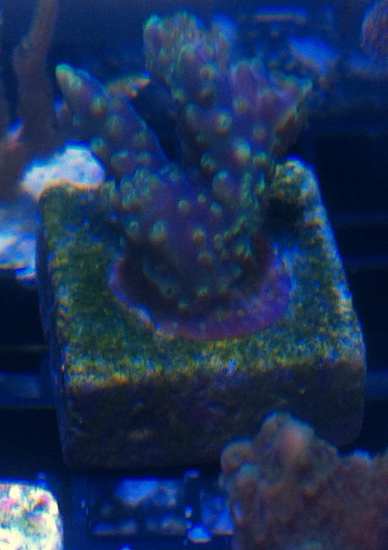 acro1.jpg