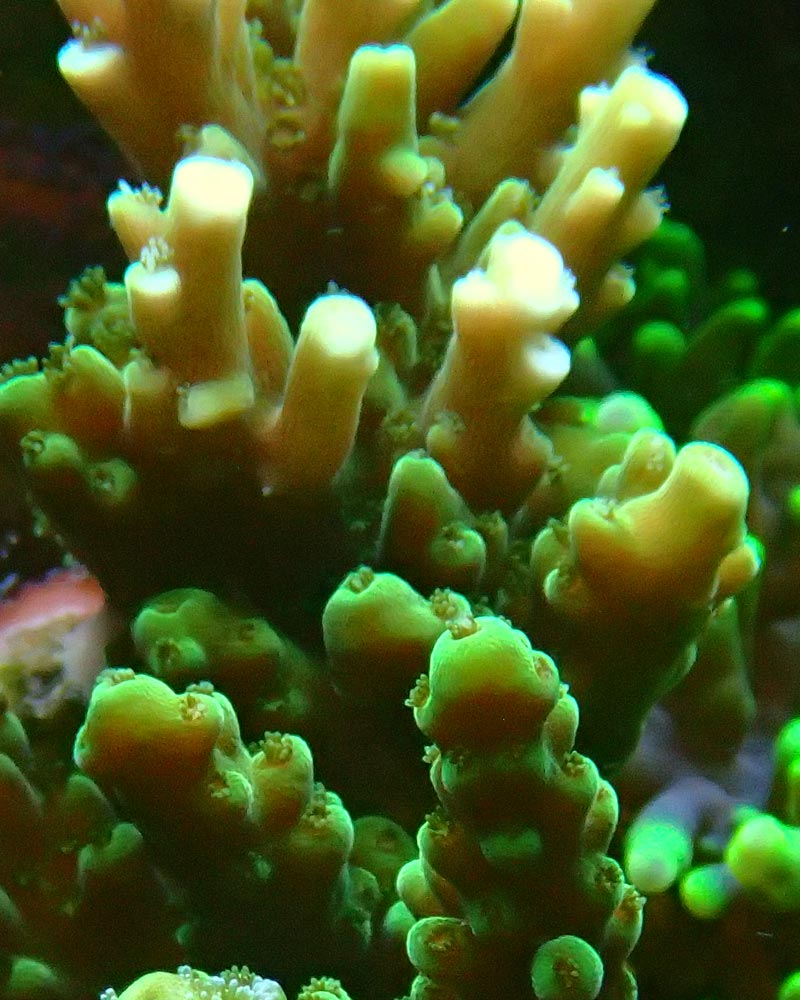 acro1.jpg