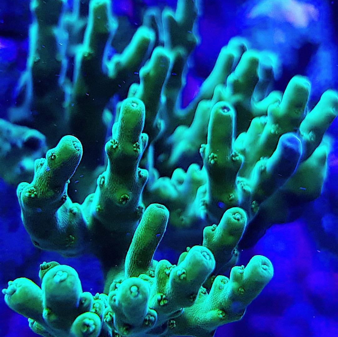 acro10.jpg