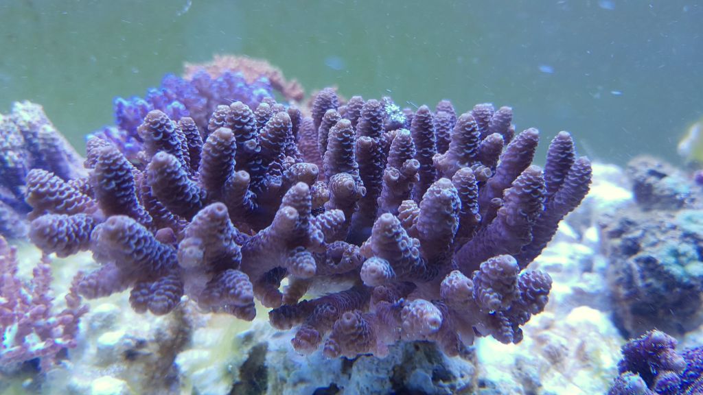 acro2.jpg