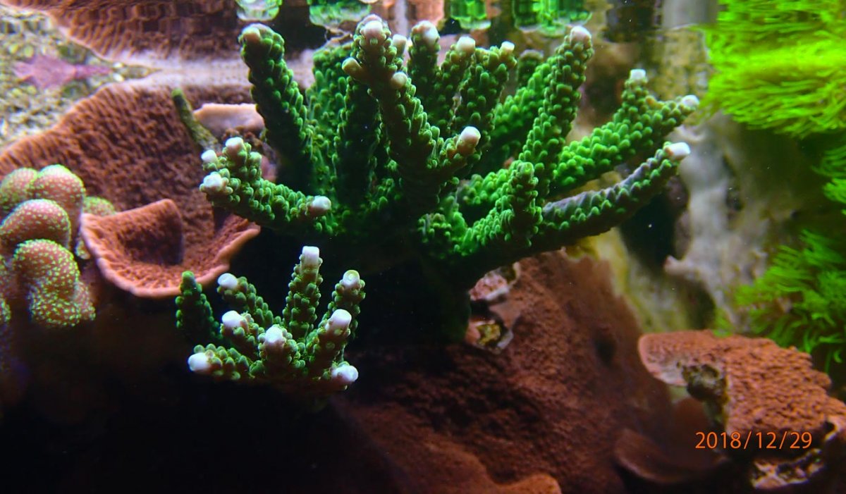 acro2.jpg