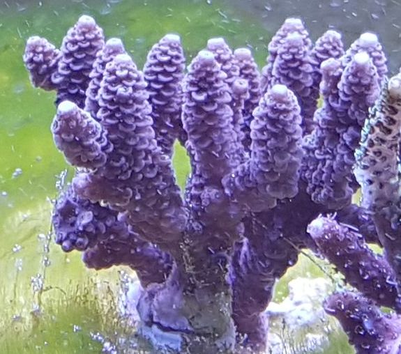 acro4.jpg