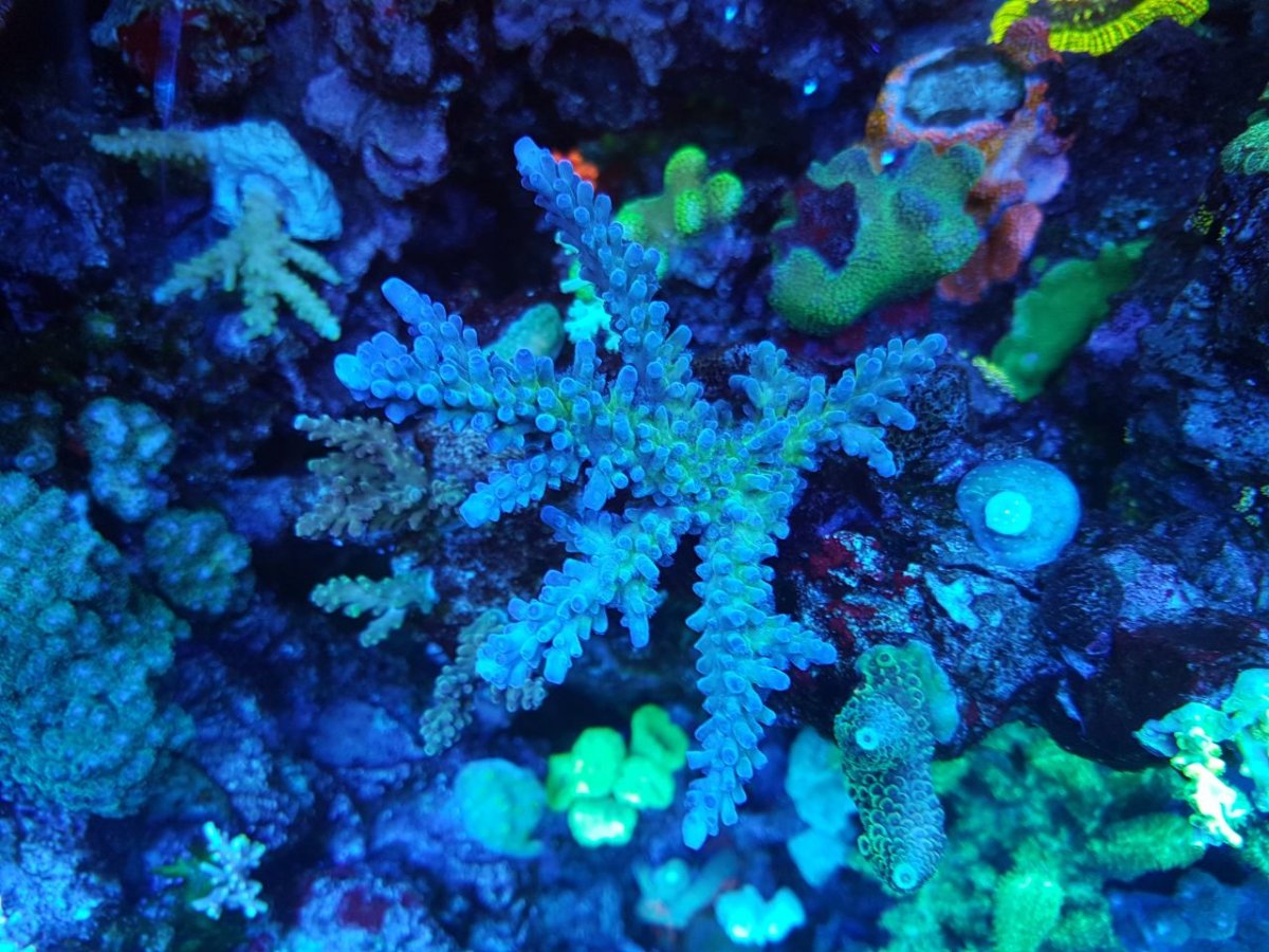 acro6.jpg